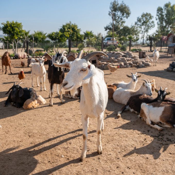 granjita-interactiva-animales-de-rancho-interactua-alimenta-divierte-ninos-felices